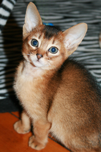 kit